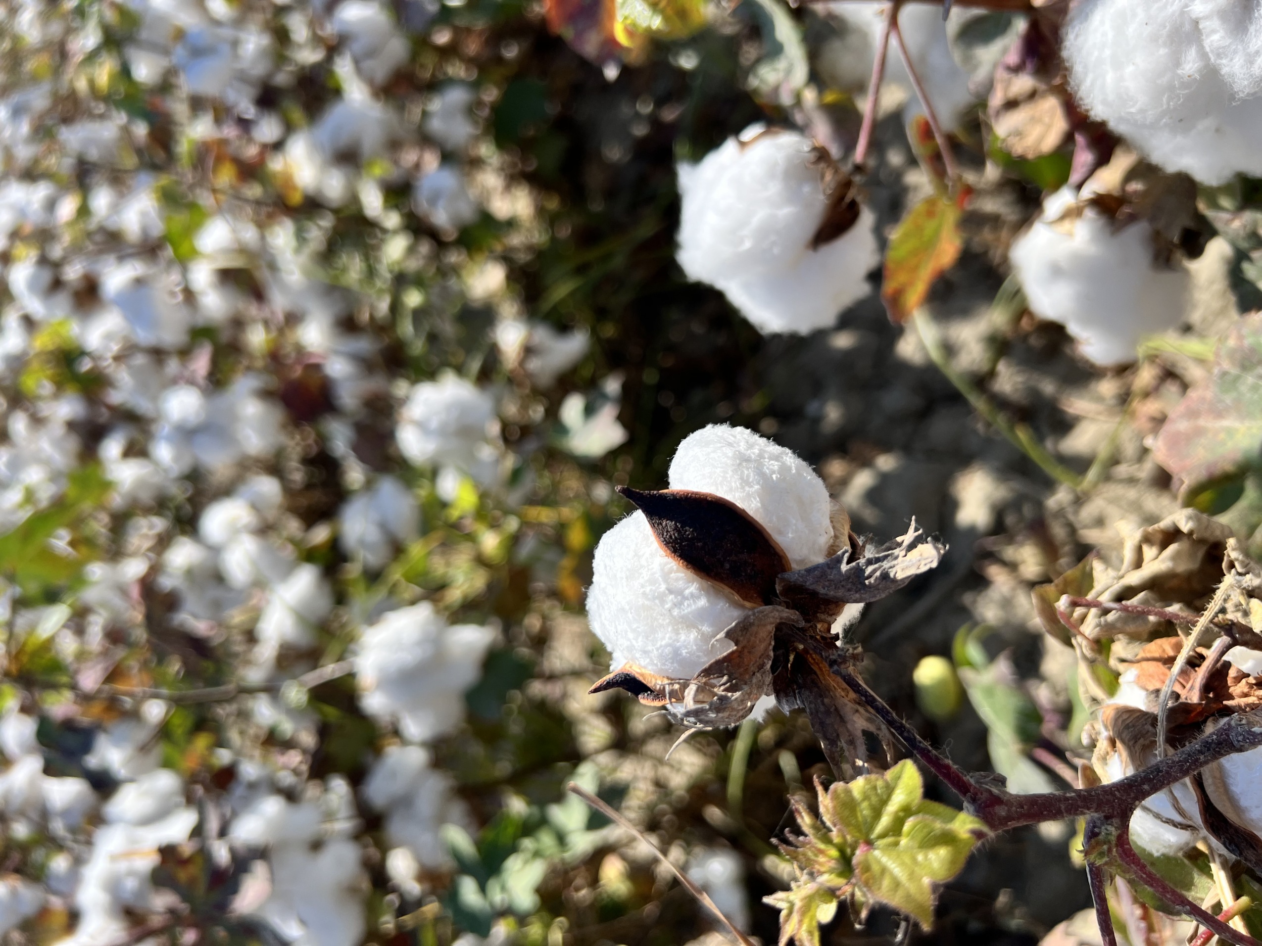 Organic Cotton