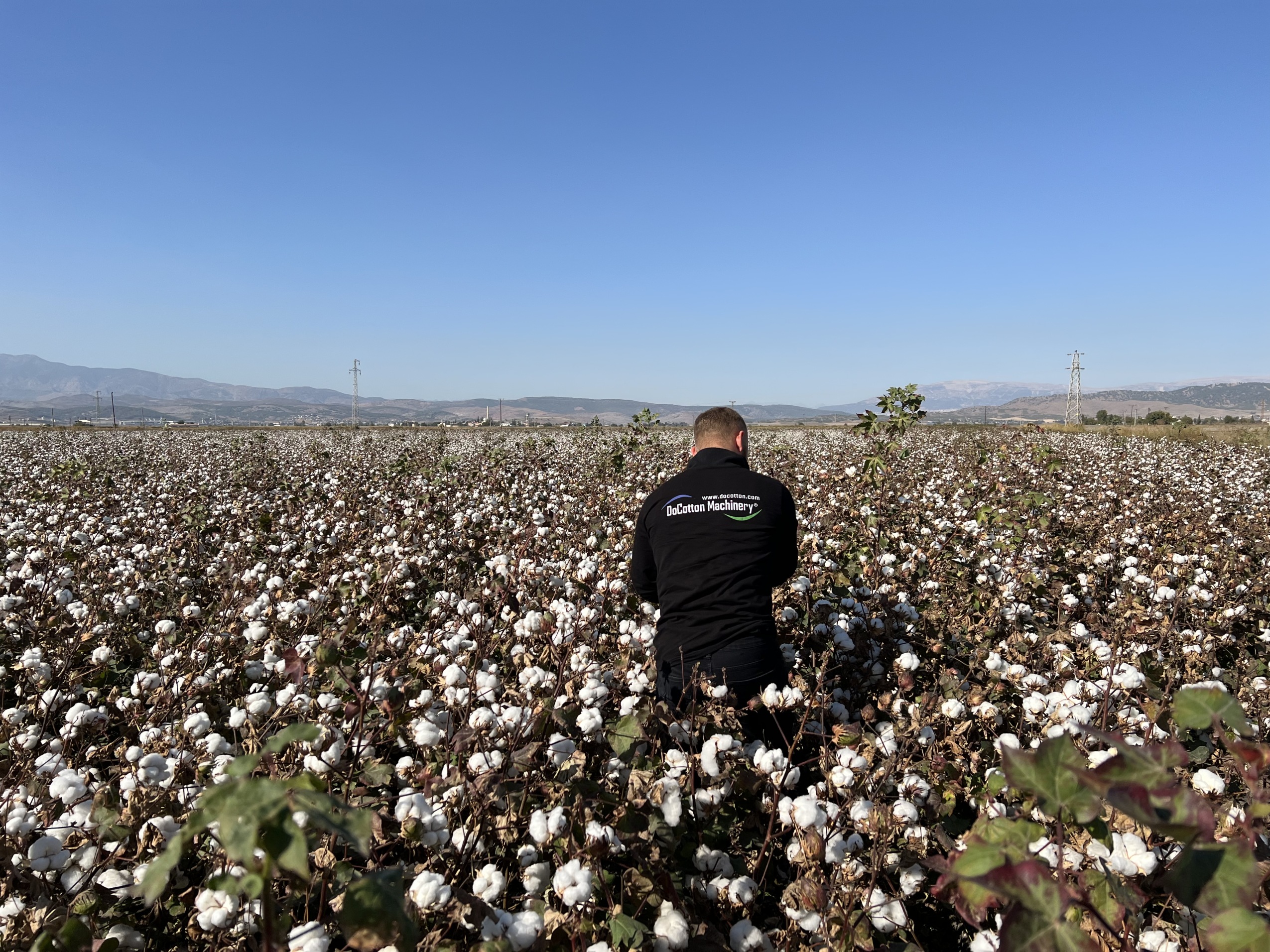 Raw Cotton